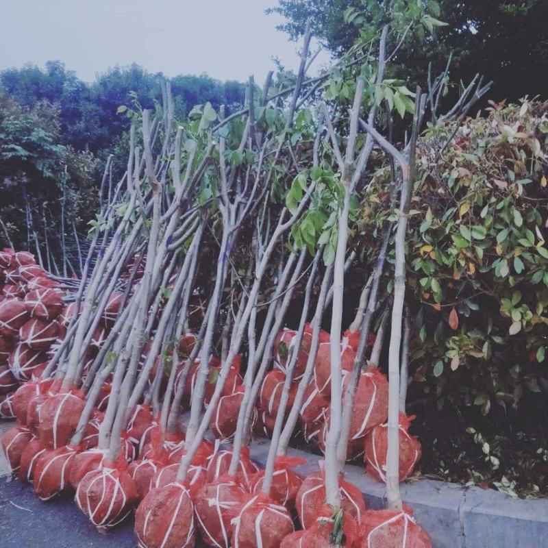 核桃苗，当年小苗，定植苗3——5公分，大树5——20公分
