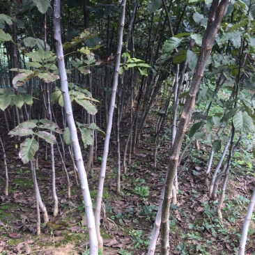 核桃苗，当年小苗，定植苗3——5公分，大树5——20公分