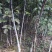 核桃苗，当年小苗，定植苗3——5公分，大树5——20公分