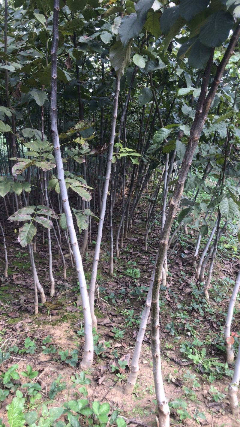 核桃苗，当年小苗，定植苗3——5公分，大树5——20公分