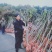 核桃苗，当年小苗，定植苗3——5公分，大树5——20公分