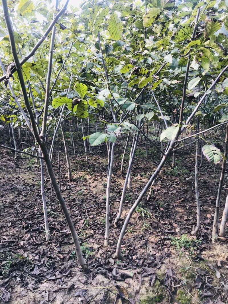 核桃苗，当年小苗，定植苗3——5公分，大树5——20公分