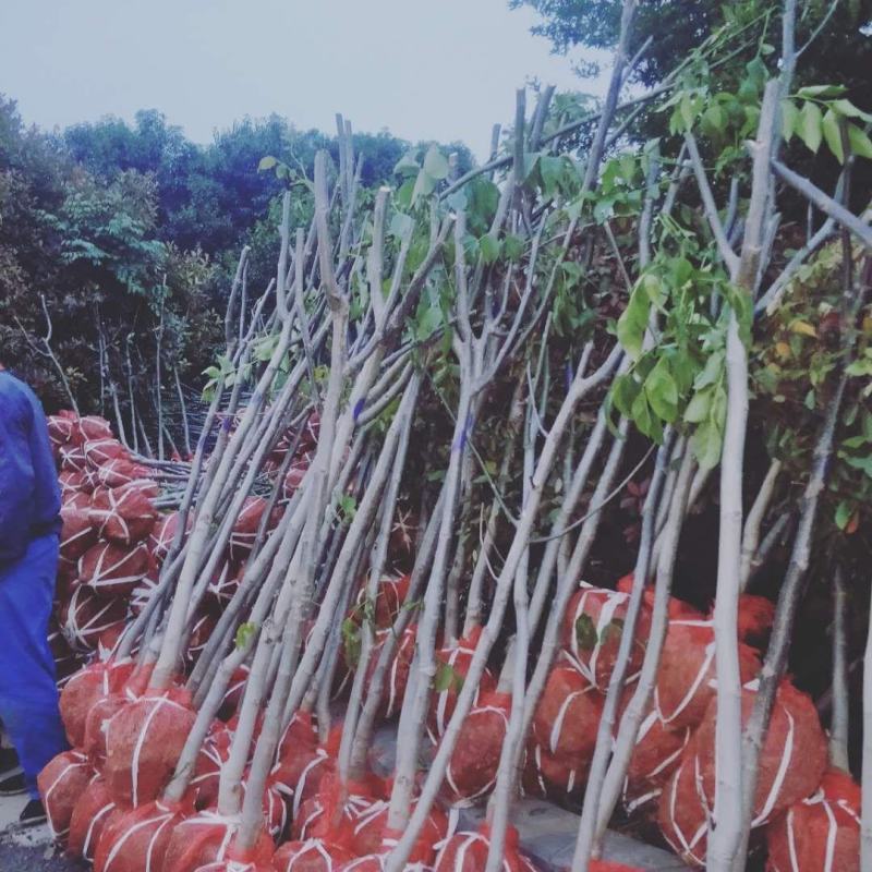 核桃苗，当年小苗，定植苗3——5公分，大树5——20公分