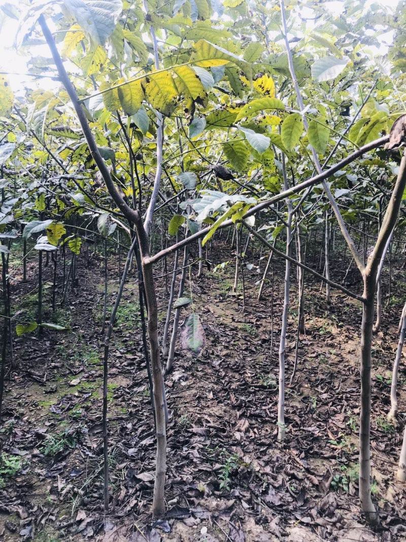 核桃苗，当年小苗，定植苗3——5公分，大树5——20公分