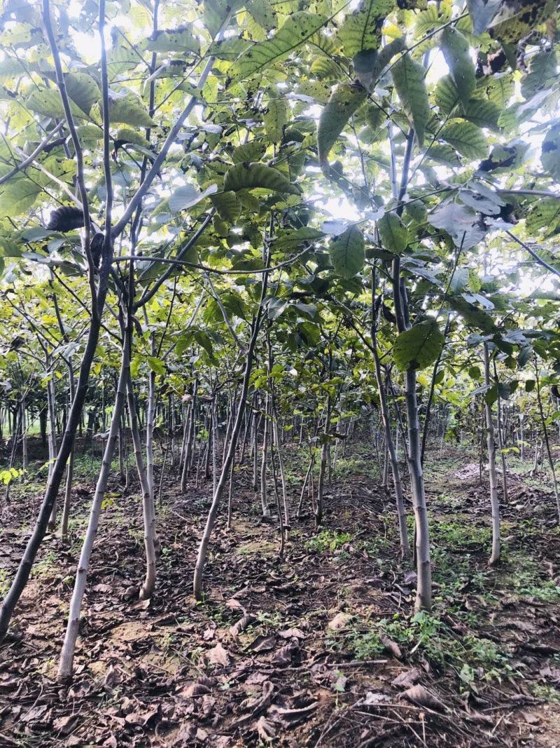 核桃苗，当年小苗，定植苗3——5公分，大树5——20公分