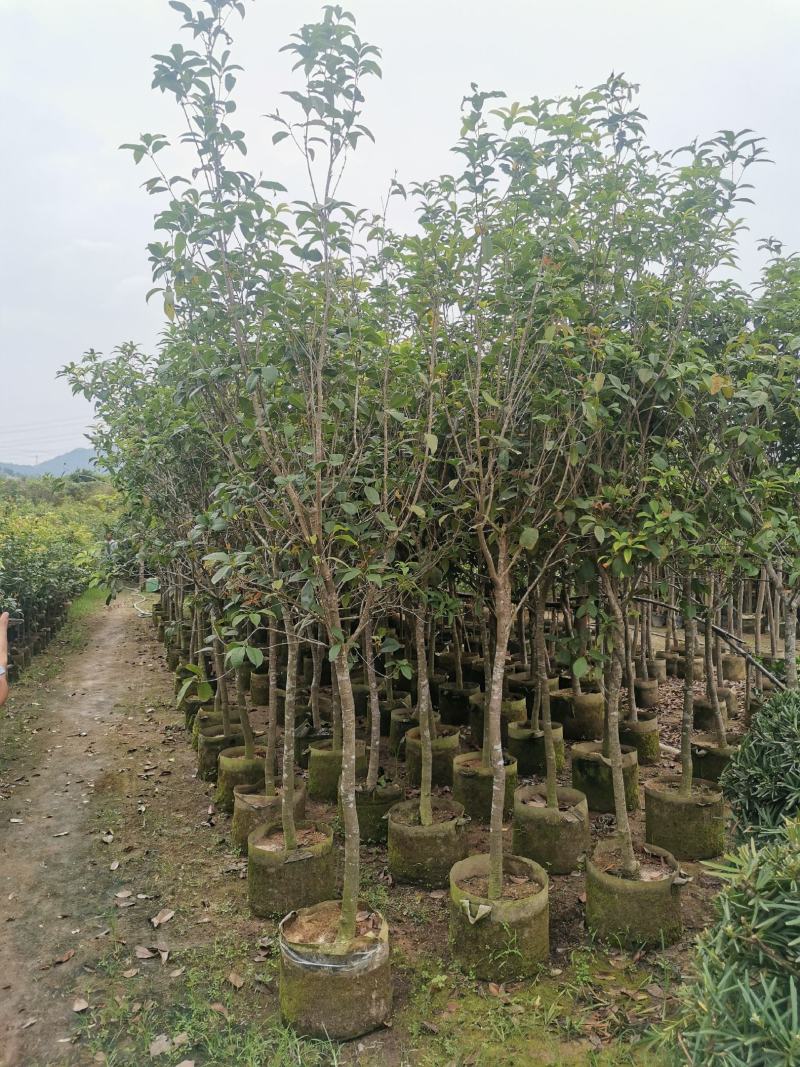 供应：地径3公分到4公分的桂花，也有米径5公分到7公分的