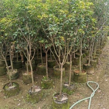 供应:地径3公分到4公分的桂花,也有米径5公分到7公分的