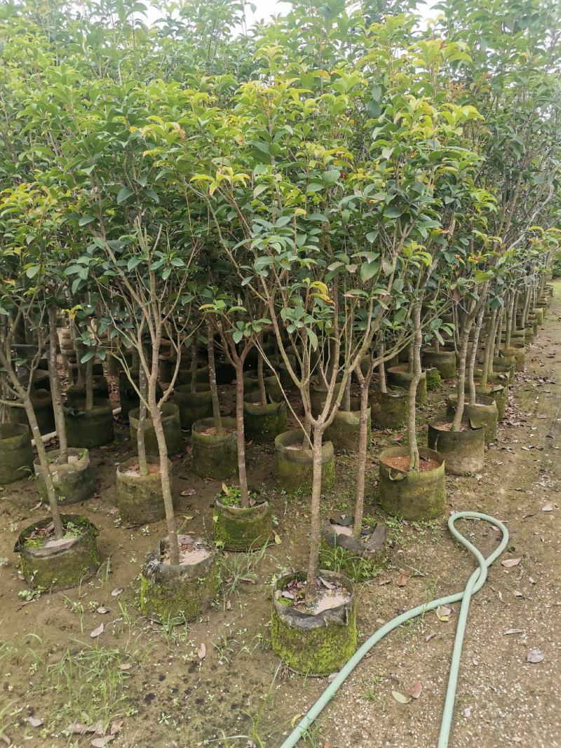 供应：地径3公分到4公分的桂花，也有米径5公分到7公分的
