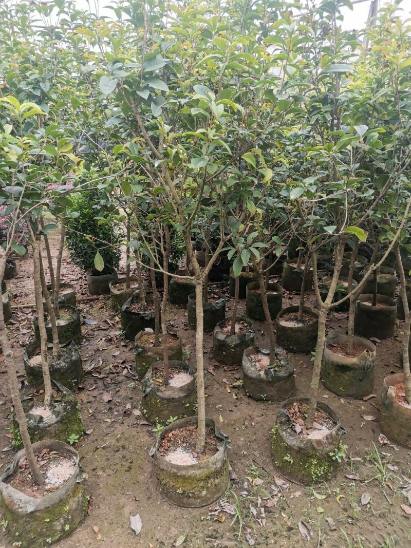 供应：地径3公分到4公分的桂花，也有米径5公分到7公分的