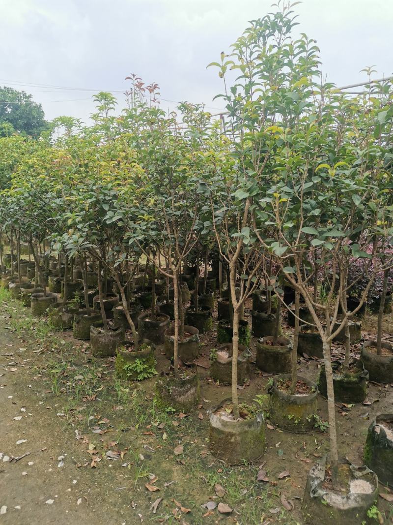 供应：地径3公分到4公分的桂花，也有米径5公分到7公分的