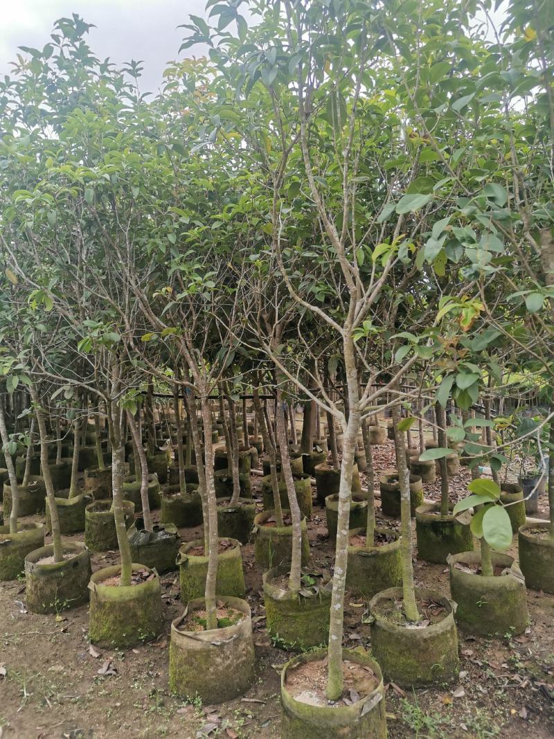 供应：地径3公分到4公分的桂花，也有米径5公分到7公分的