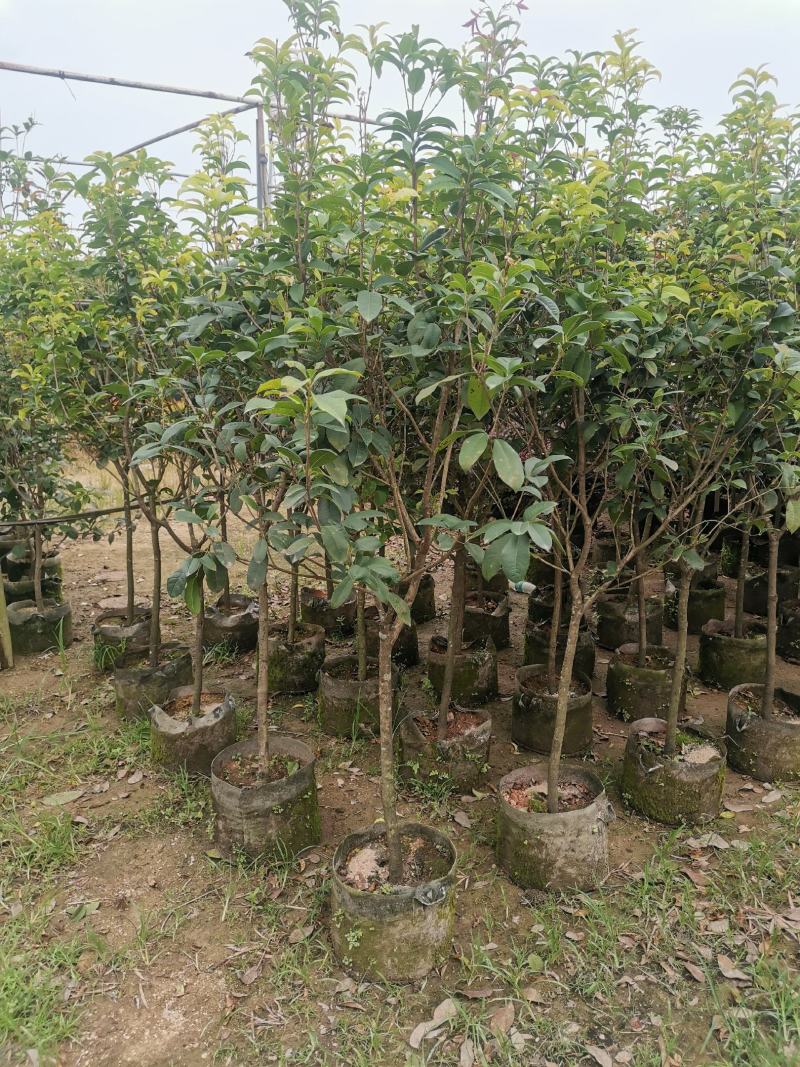 供应：地径3公分到4公分的桂花，也有米径5公分到7公分的