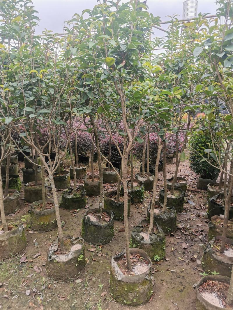 供应：地径3公分到4公分的桂花，也有米径5公分到7公分的