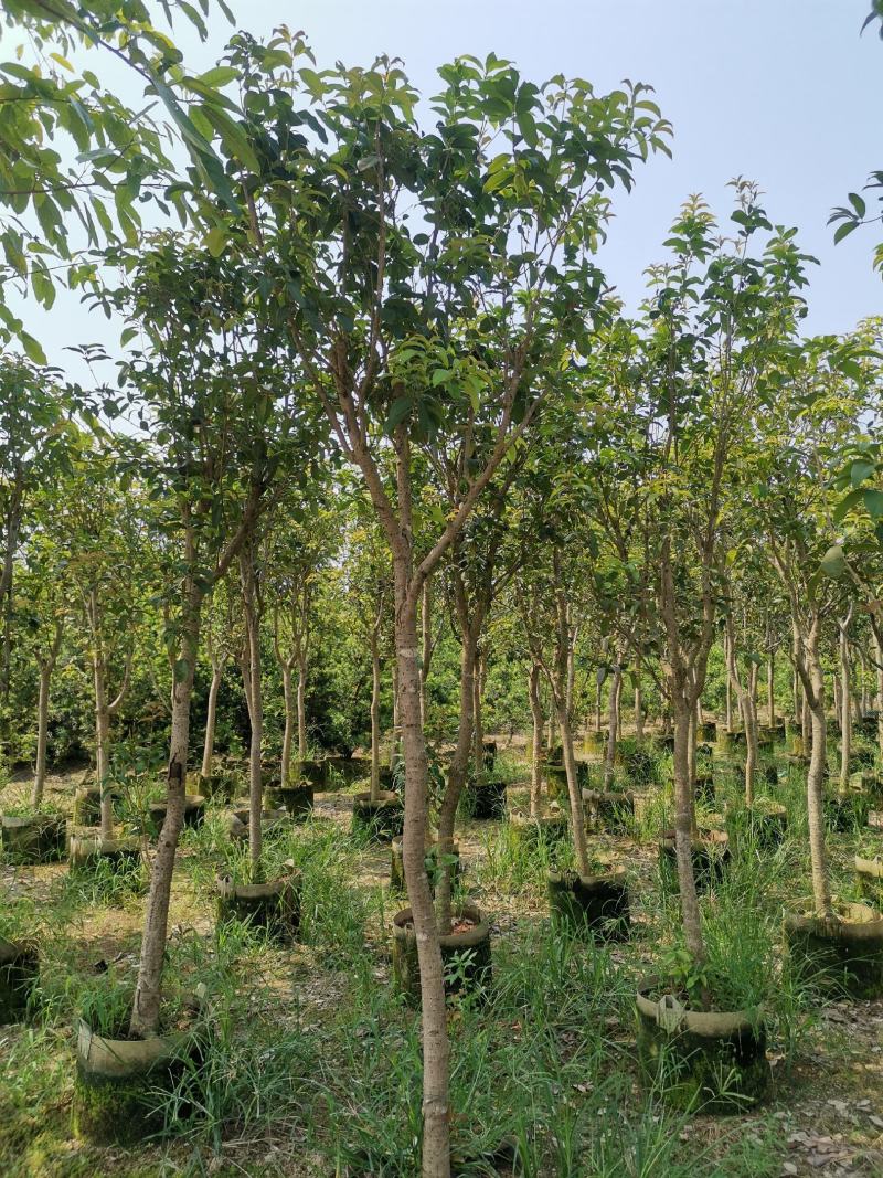 供应：地径3公分到4公分的桂花，也有米径5公分到7公分的