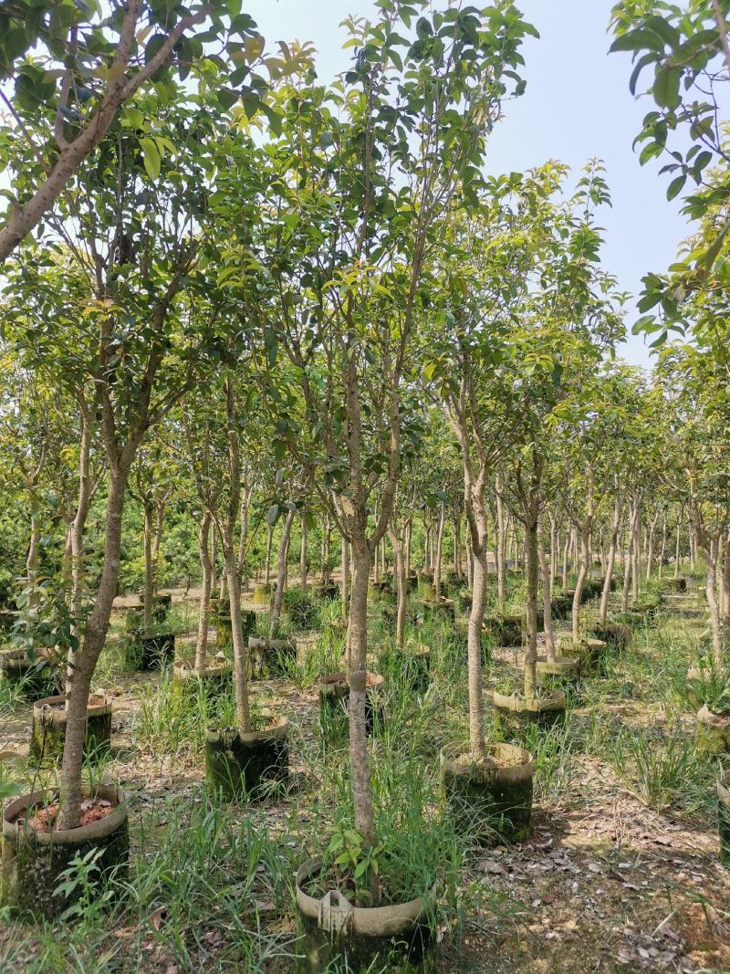 供应：地径3公分到4公分的桂花，也有米径5公分到7公分的