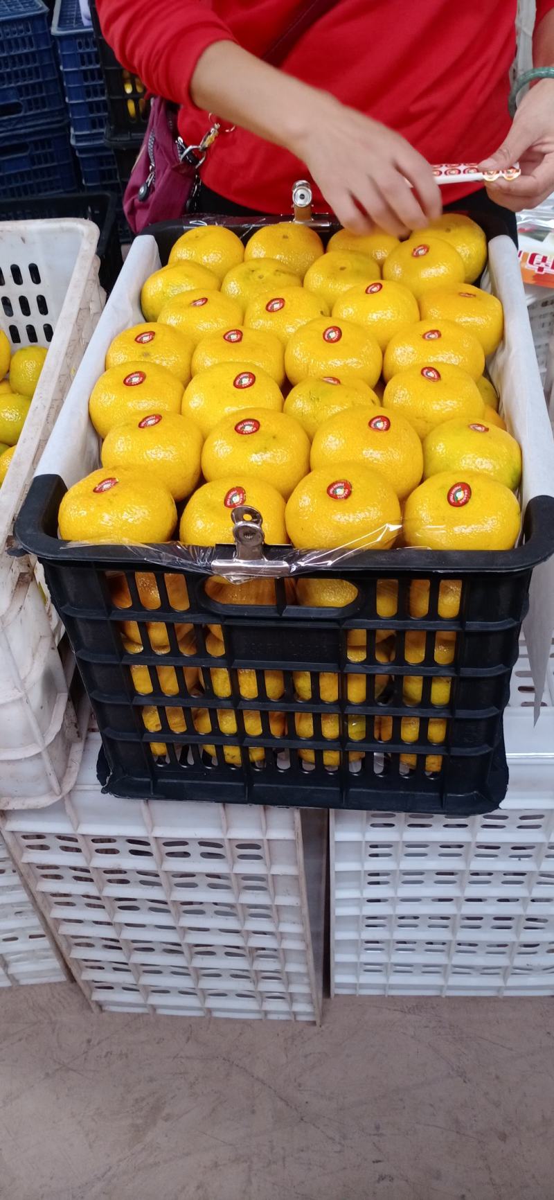 蜜橘普早蜜橘大量上市对接电商市场商超直发全国各地产地直销