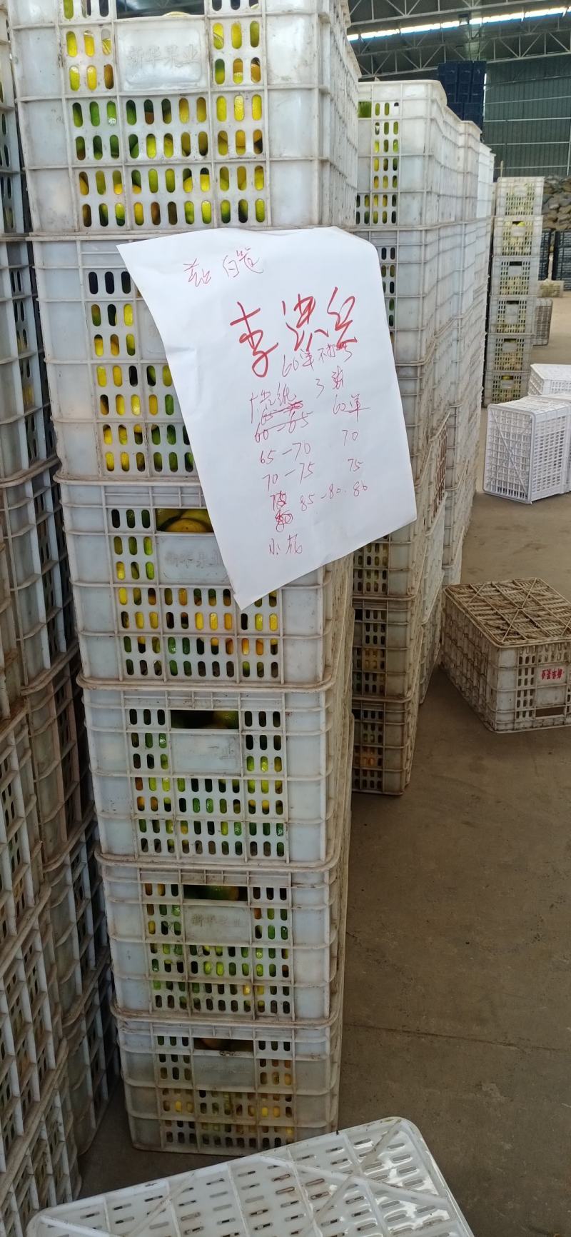 蜜橘普早蜜橘大量上市对接电商市场商超直发全国各地产地直销
