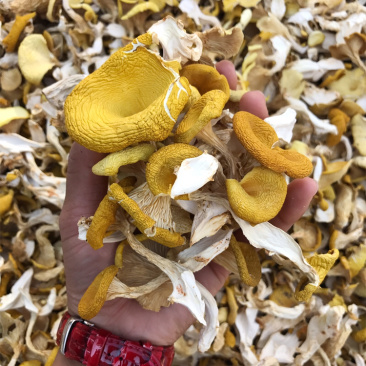 鸡油菌自家基地批发量大从优