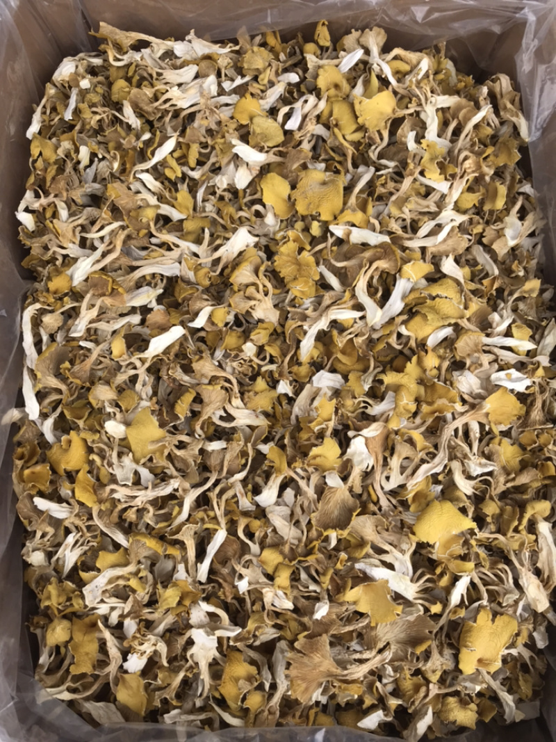 鸡油菌自家基地批发量大从优