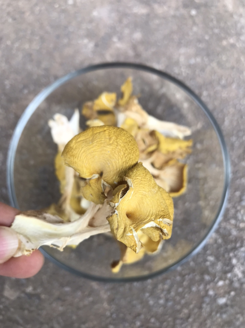 鸡油菌自家基地批发量大从优