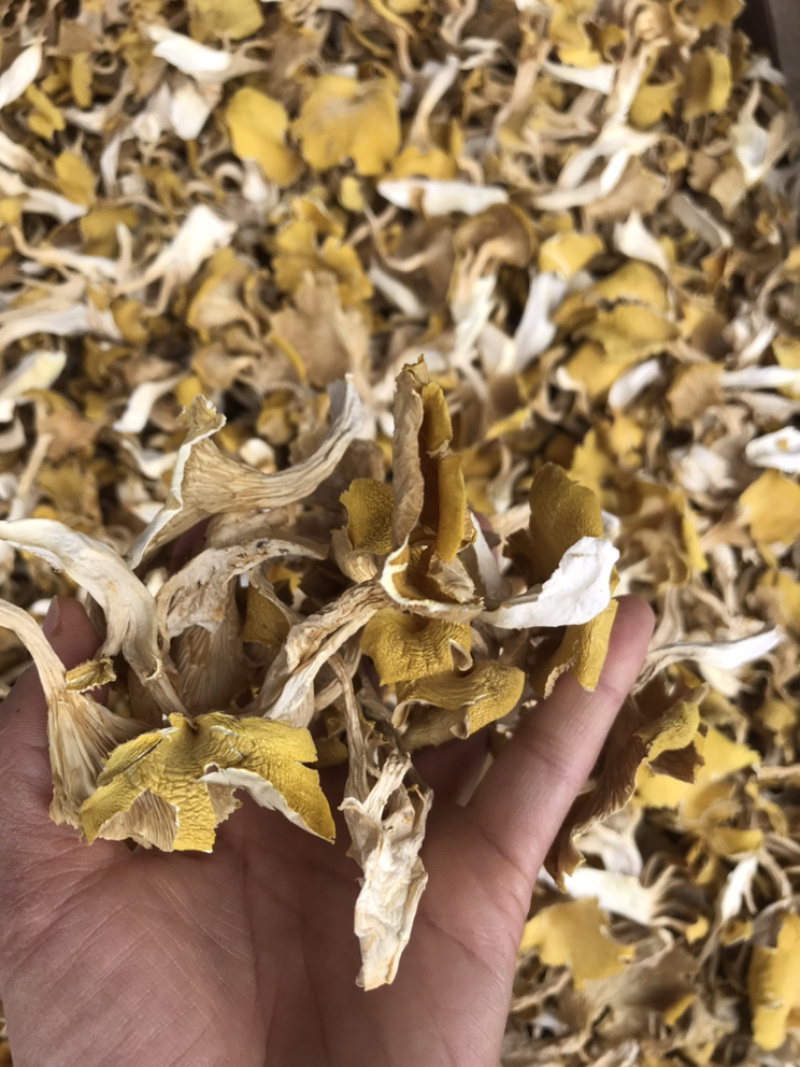 鸡油菌自家基地批发量大从优