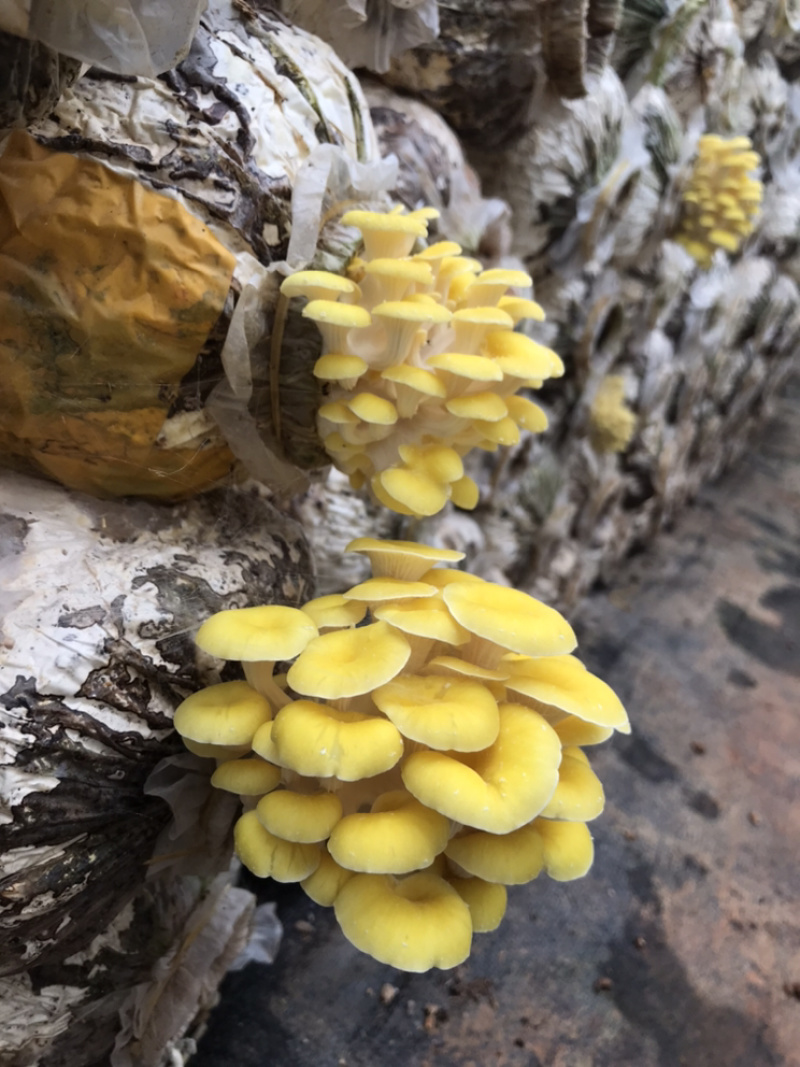 鸡油菌自家基地批发量大从优
