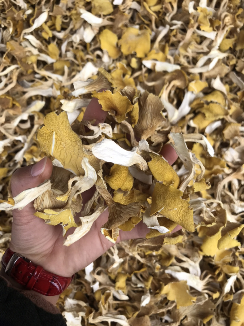鸡油菌自家基地批发量大从优