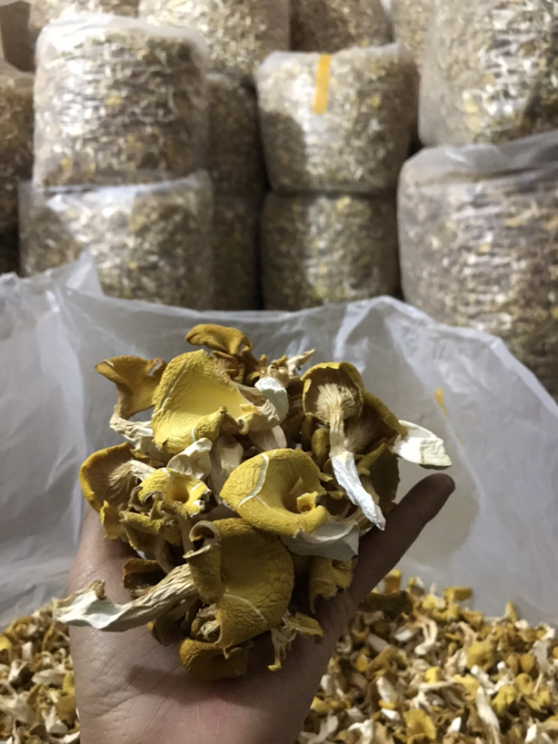 鸡油菌自家基地批发量大从优