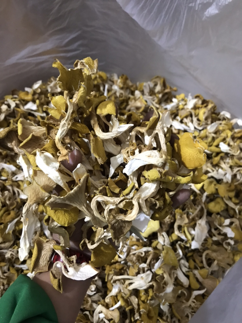鸡油菌自家基地批发量大从优