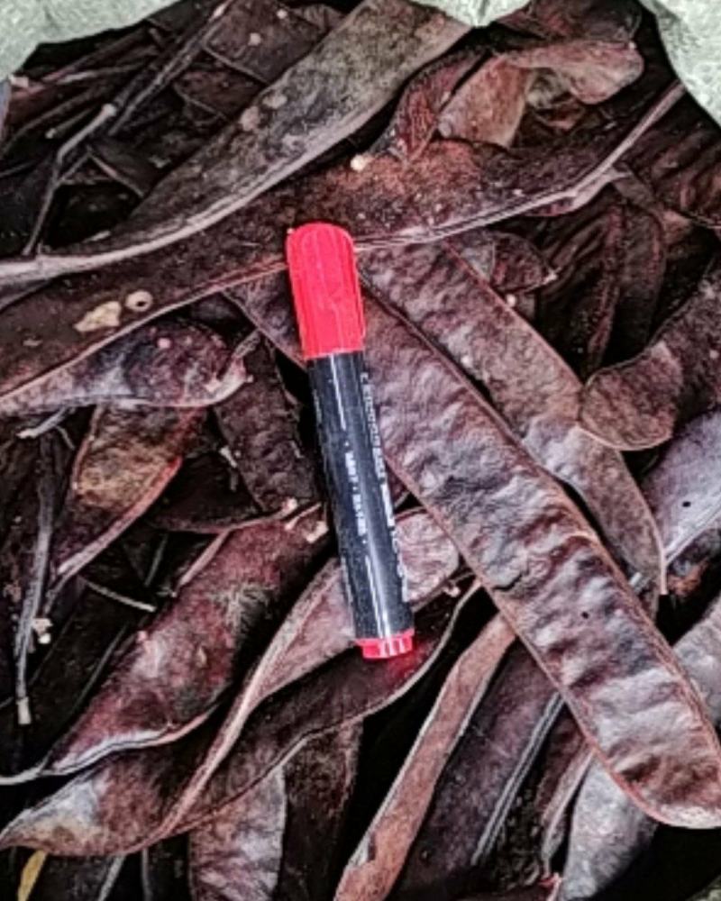 贵州铜仁皂荚干货大皂角板干品皂角片洗头洗澡泡脚干净无杂质