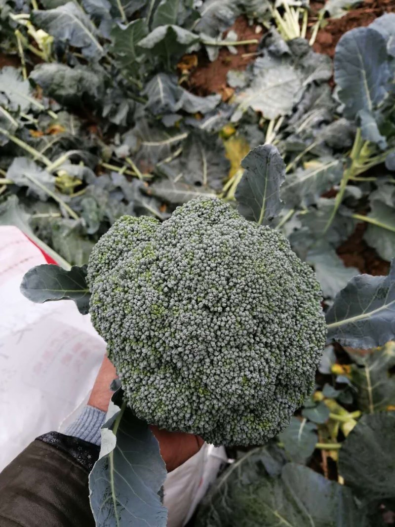 耐寒优秀西蓝花，山东万亩西兰花基地，产地直销，代发全国！