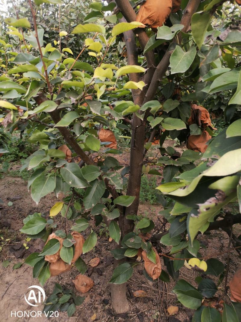 占地果树大量处理桃树梨苹果柿子樱桃核桃等占地果树