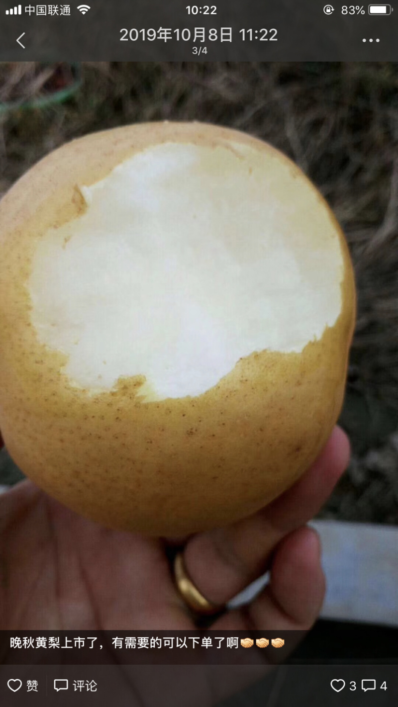 晚秋黄梨，