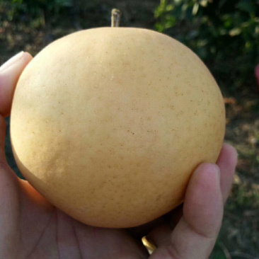 晚秋黄梨，
