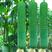 高产丝瓜种子早熟长丝瓜籽四季播种易成活产量高庭院盆栽