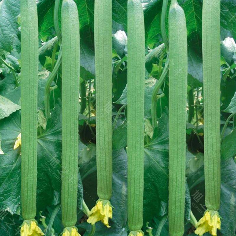 高产丝瓜种子早熟长丝瓜籽四季播种易成活产量高庭院盆栽