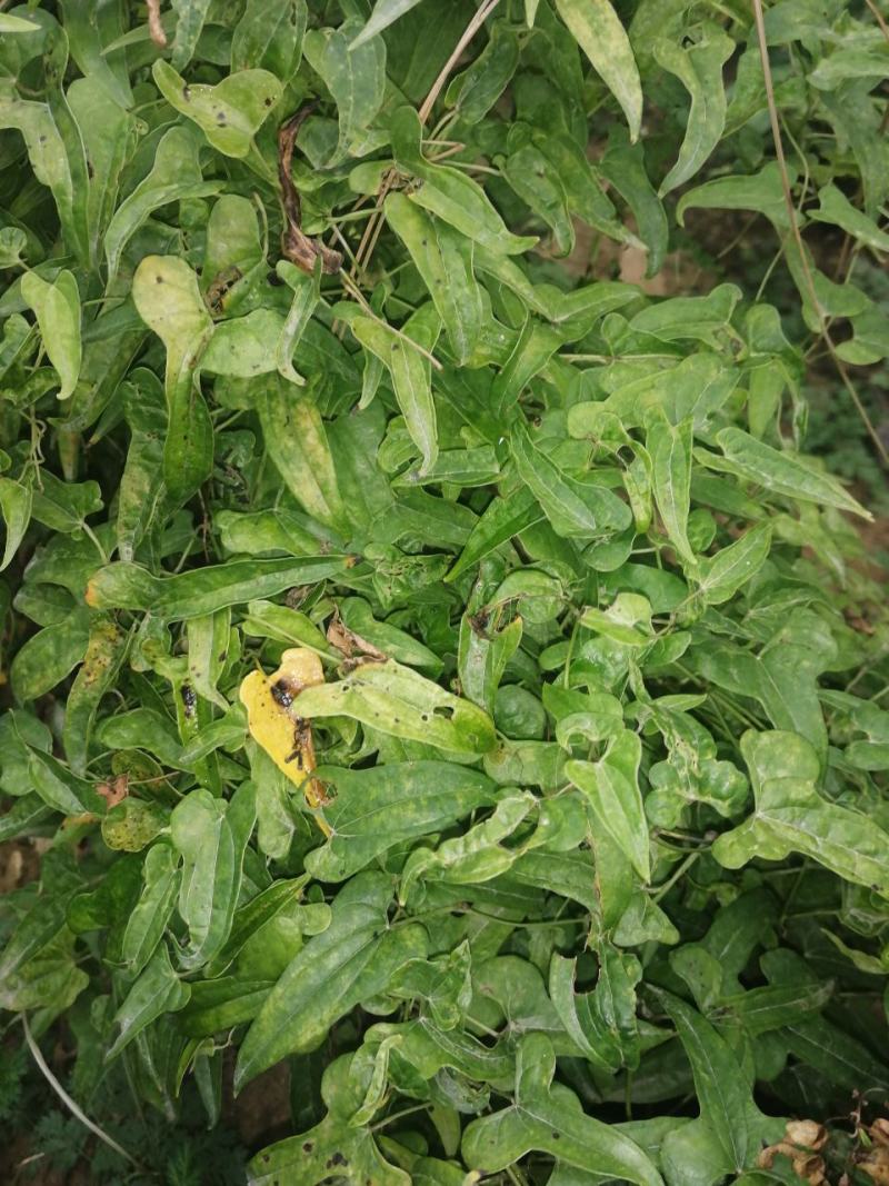 南太行纯野生山药，淮山药