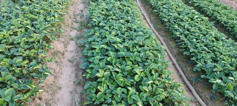 【红颜品质种苗】辽宁红颜生产草莓苗脱毒草莓苗大量有货