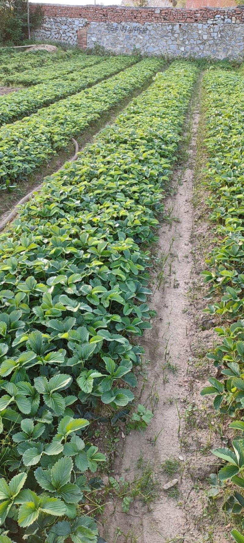 【红颜品质种苗】辽宁红颜生产草莓苗脱毒草莓苗大量有货