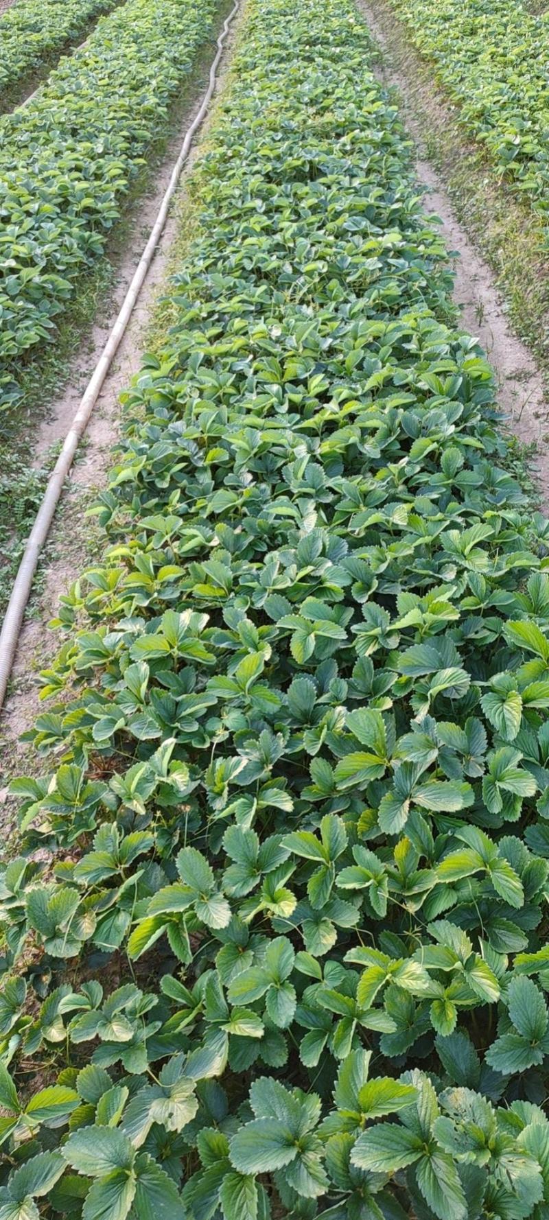 【红颜品质种苗】辽宁红颜生产草莓苗脱毒草莓苗大量有货