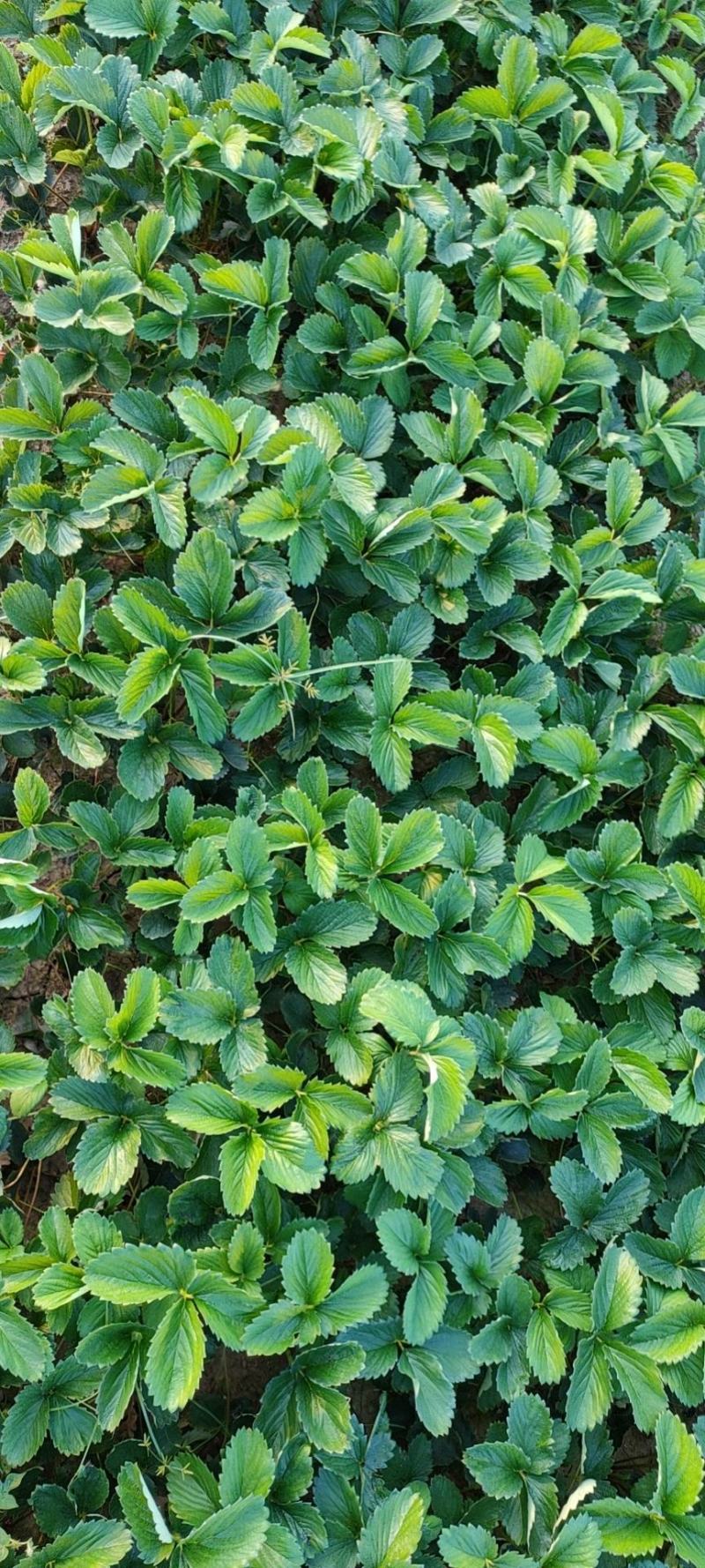 【红颜品质种苗】辽宁红颜生产草莓苗脱毒草莓苗大量有货
