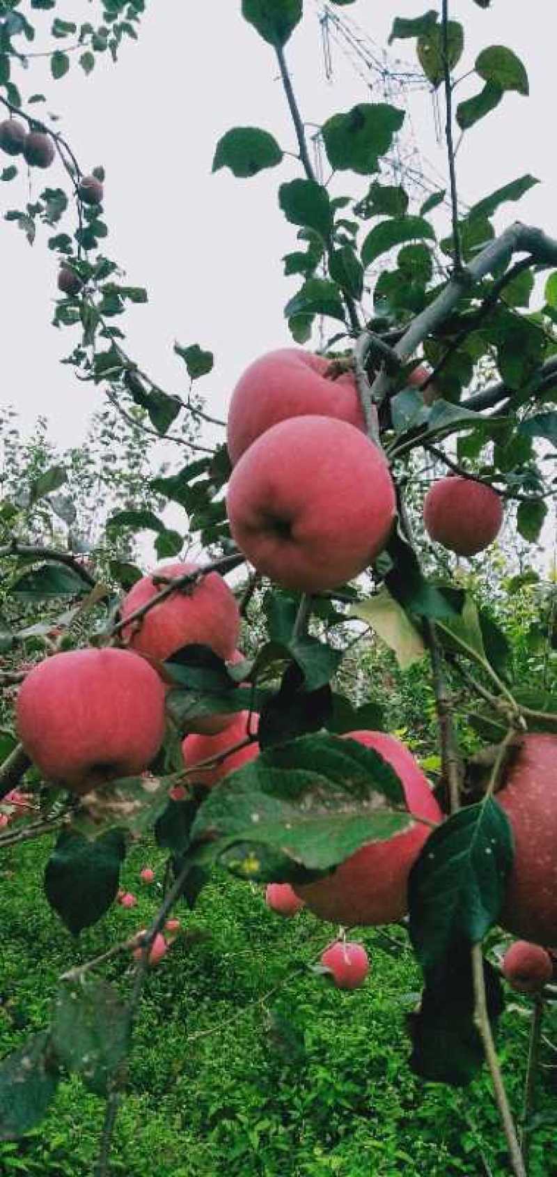精品四川汉源糖心红富士苹果，产地货源，品质保证，量大从优