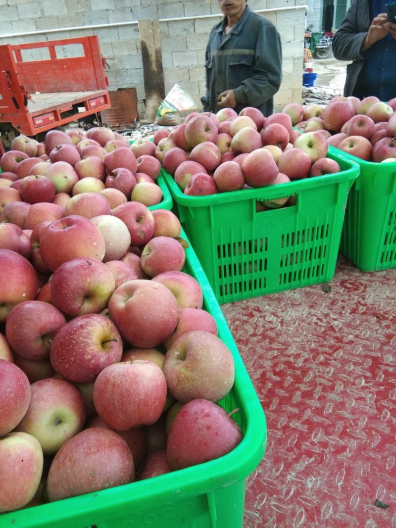 精品四川汉源糖心红富士苹果，产地货源，品质保证，量大从优