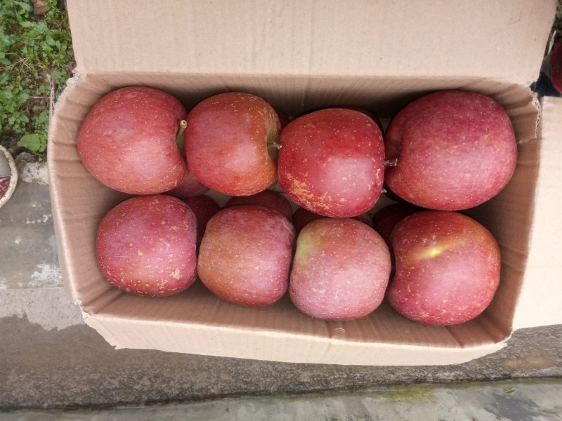 精品四川汉源糖心红富士苹果，产地货源，品质保证，量大从优