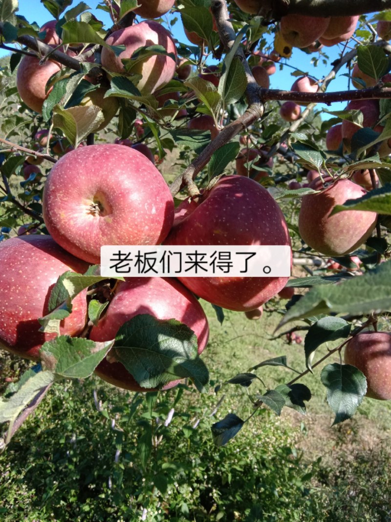 精品四川汉源糖心红富士苹果，产地货源，品质保证，量大从优