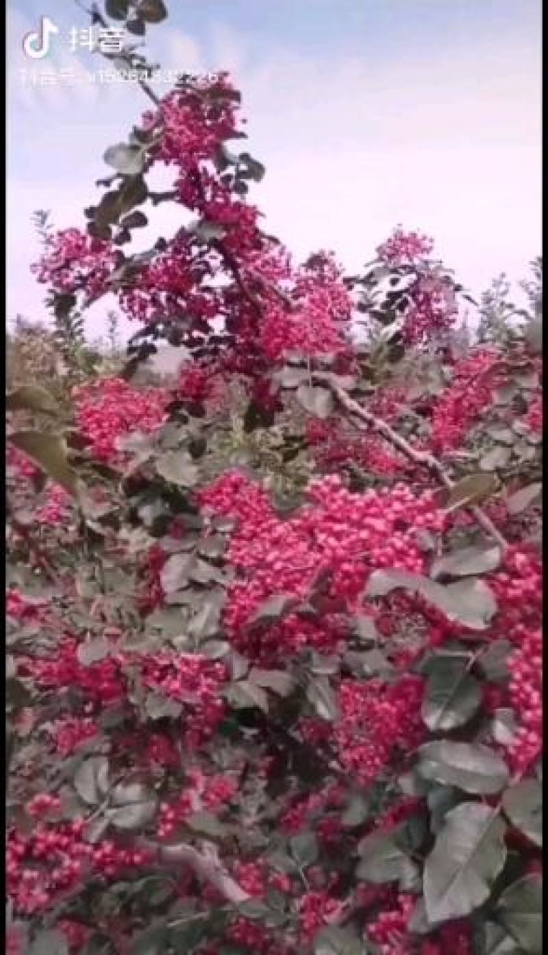 泰山大红袍花椒苗，九叶青花椒苗，狮子头花椒苗，麻辣花椒