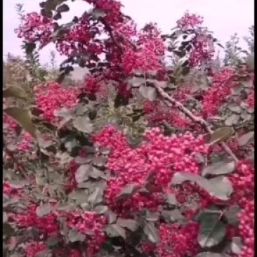 泰山大红袍花椒苗，九叶青花椒苗，狮子头花椒苗，麻辣花椒