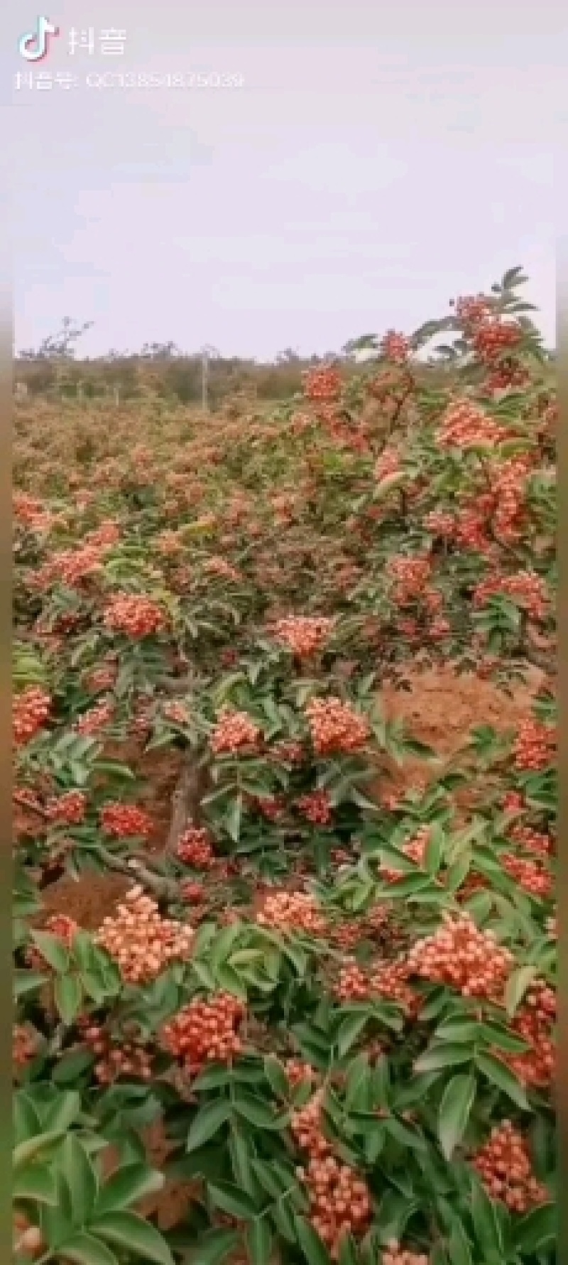 泰山大红袍花椒苗，九叶青花椒苗，狮子头花椒苗，麻辣花椒