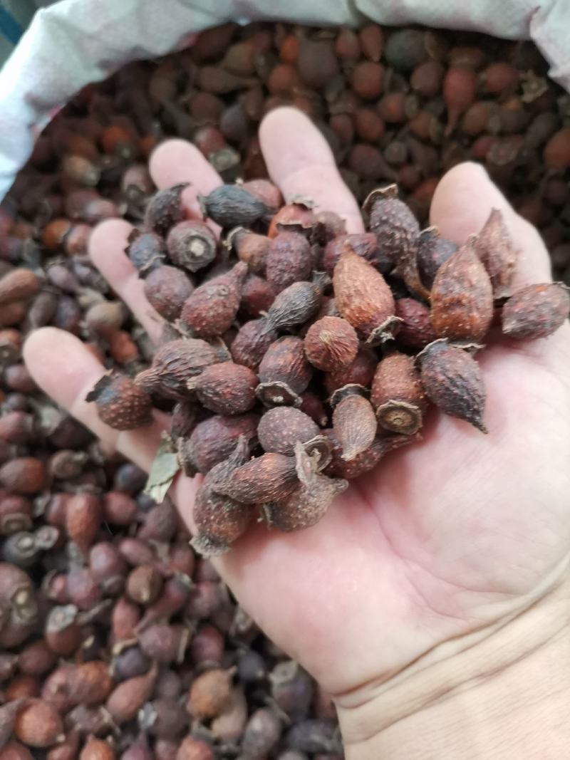中药材泡酒料，金樱子，刺榆子，干净颜色鲜红，冷库保存