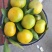 蜜桔，山坡蜜桔，皮薄肉多，规格齐全，色泽好，入口无渣